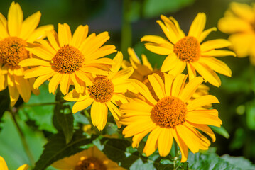 Yellow daisies grow in the meadow in summer
