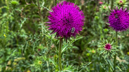 Thistle in vibrant magenta bloom, symbolizing resilience on St David's Day, whispering tales of Scottish folklore under rain-kissed skies
