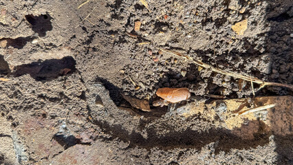 Cracked earth whispers secrets of bygone droughts, evoking World Soil Day, hidden beneath crumbling...