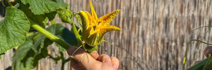 Sun-kissed zucchini blossom held by hands, echoing harvest celebrations, sustainable agriculture, solstice garden rituals, vibrant botanical tapestry