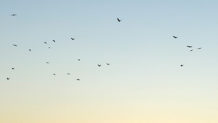 Flock of crows silhouettes in dawn sky, evoking Samhain's mysterious whispers or Diwali's serene twilight tranquility