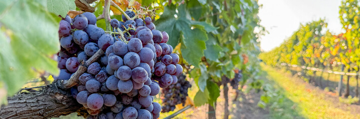 Juicy grape clusters bask in golden sunlight, whispering tales of Bacchanalia Euphoria and rustic Vendemmia celebrations