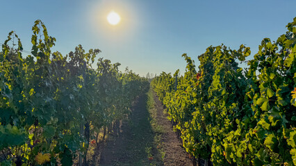 Naklejka premium In the golden glow of a sun-kissed vineyard, verdant grapevines dream of Dionysian harvest festivals and Bacchanalian revelry