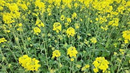 Golden rapeseed blossoms sway under a cerulean sky, evoking Earth Day renewal and ancient Celtic Beltane traditions