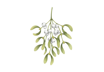 Festive mistletoe sprig with lush green leaves and pure white berries, perfect for holiday designs and seasonal celebrations