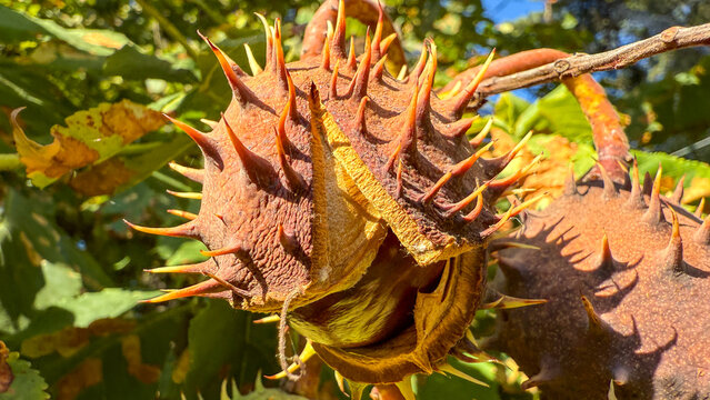 Prickly chestnut husk bursts under autumn sun, echoing harvest traditions and Samhain's enigmatic whispers, nature's spiky embrace