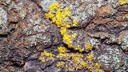 lichen on stone