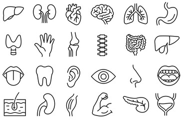 set of body organs, doodle icons