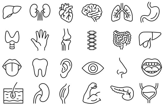 set of body organs, doodle icons