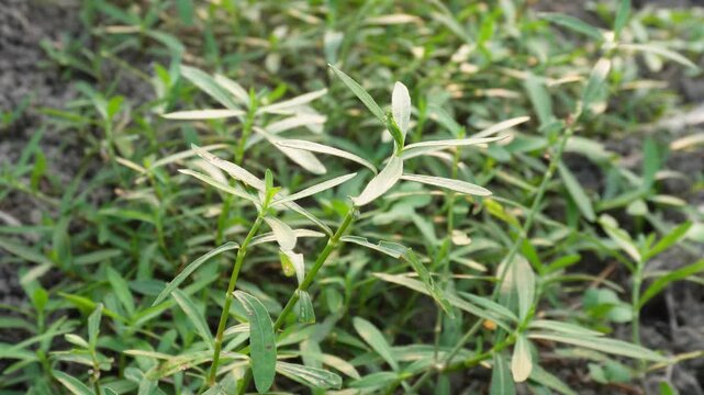 Ponnaganti plant, also known as Alternanthera sessilis