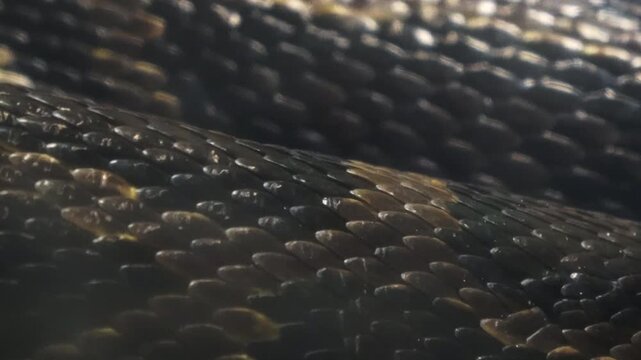 Closeup shot of the living Burmese python skin. Beautiful texture. 4K