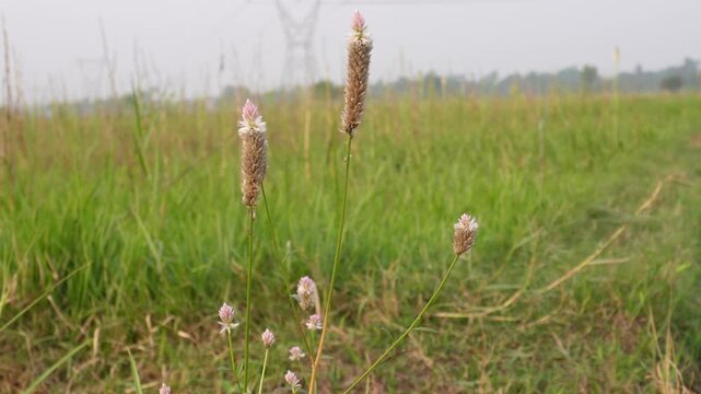 Boroco or Celosia argentea is a herbaceous plant, it is considered a problematic weed