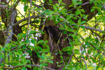 Starling nesting in hollow apple tree surrounded by spring foliage. Wild starling perched near tree cavity, natural habitat, vibrant greenery, springtime atmosphere, life in rural garden, wildlife 