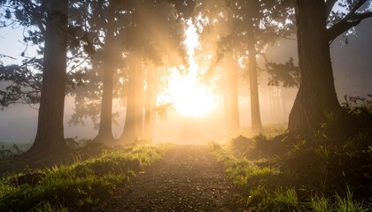 Serene forest path illuminated by soft sunlight filtering through tall trees in a misty morning atmosphere