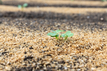 秋蒔きの大根の新芽