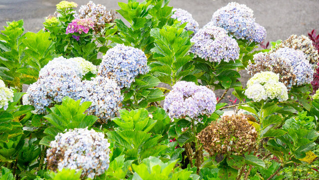 Hortensia (Hydrangea, bunga bokor, bunga masamba) flower. Hydrangea macrophylla is endemic to Japan, where it occurs in coastal habitats from Honshu southwards.