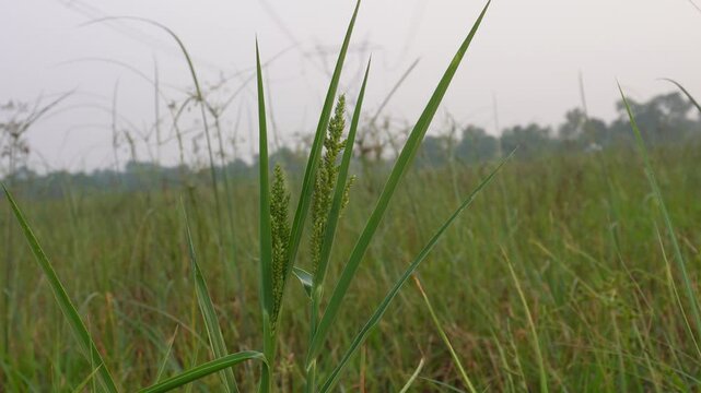 barnyard grass, Echinochloa spp., also known cockspur grass or barnyard millet 