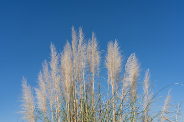 Cortaderia selloana is a species of flowering plant in the family Poaceae. pampas grass.  Kenneth Hahn State Recreation Area, Baldwin Hills Mountains of Los Angeles, California.
