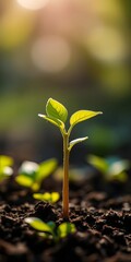 Tiny seedling unfurling its first leaves in dappled sunlight, a symbol of potential,  nature,  organic