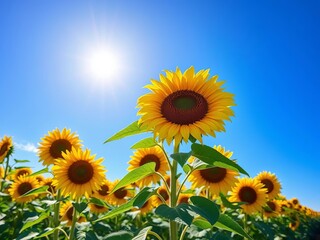 Vibrant sunflower field under bright blue sky, summer bloom in nature,  rustic,  seeds