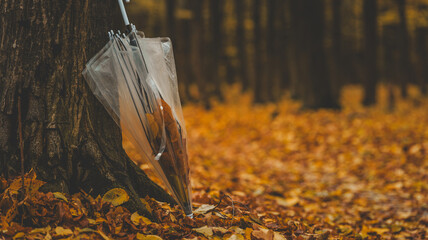 Autumn scene with a transparent umbrella leaning against a tree in the forest