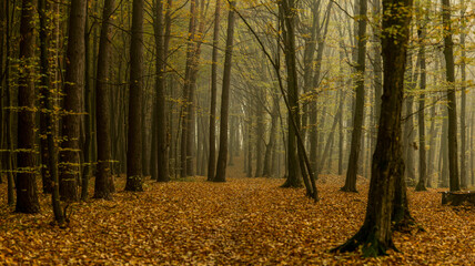 Autumn forest scene with a tree and a lake reflecting the fall colors