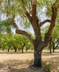 Obraz premium Cork oak farm. Oak trunk with renewable bark suitable for stripping in the nearest years.