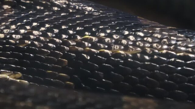 Closeup shot of the living Burmese python skin. Beautiful texture. 4K