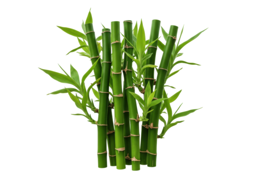 Isolated Lucky Bamboo Plant Stalks Grouped Together, Green Leaves Attached, Indoor Plant