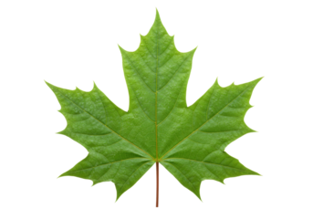 Isolated maple leaf in vibrant green color on a light background, perfect for autumn