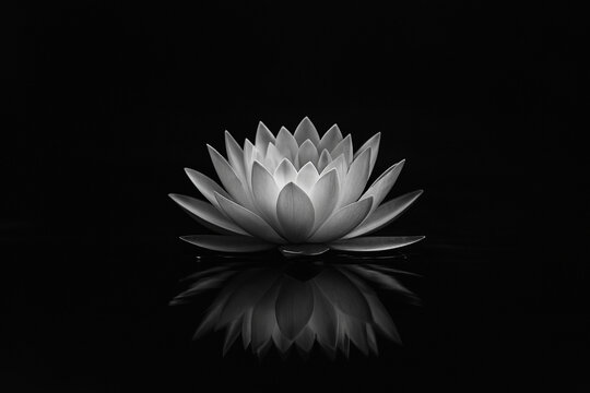 AI generated monochrome lotus floating calmly with soft light and deep shadows creating a quiet serene and introspective atmosphere of purity and inner stillness