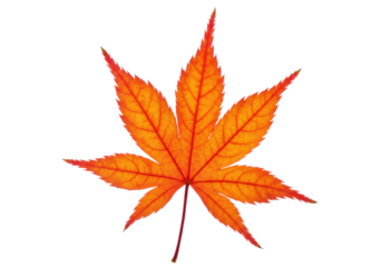Isolated Japanese Maple Leaf with Deep Coloration of Reds and Oranges in Fine Detail