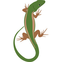 Green Lizard With Brown Stripes On Transparent Background In Studio Lighting