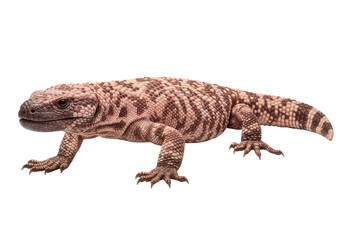 Isolated venomous Gila Monster on seamless background, Heloderma suspectum lizard portrait