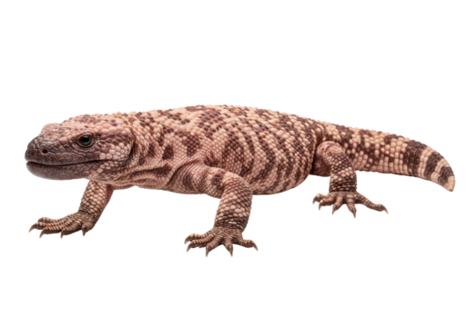Isolated venomous Gila Monster on seamless background, Heloderma suspectum lizard portrait