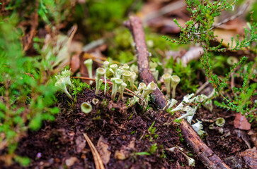 Tiny cup lichens growing on forest floor covered with moss and twigs. Macro view of cladonia lichens among moss, calm forest atmosphere, natural texture, earthy tones, botanical study concept, 