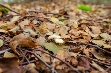 Tiny cup lichens growing on forest floor covered with moss and twigs. Macro view of cladonia lichens among moss, calm forest atmosphere, natural texture, earthy tones, botanical study concept, 