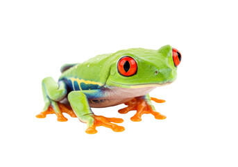Isolated Red-eyed Tree Frog, Colorful Tropical Amphibian Species with Bright Eyes and Skin