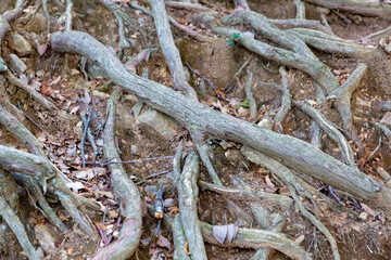 むき出しになった木の根