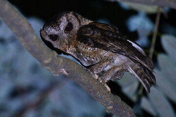 The collared scops owl (Otus lettia) is photographed at Duliajan, Assam, India