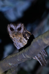 The collared scops owl (Otus lettia) is an owl which is a resident breeder in south Asia from northern Pakistan, northern India, Nepal, Bangladesh