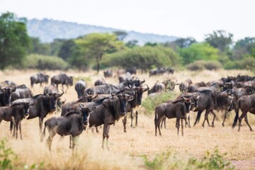 Wildebeest Herd Moving Across the African Grasslands, Serengeti, Tanzania