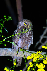 The Asian barred owlet (Glaucidium cuculoides), also known as the cuckoo owlet, is a species of pygmy owl native to the forests and shrublands of mainland Southeast Asia