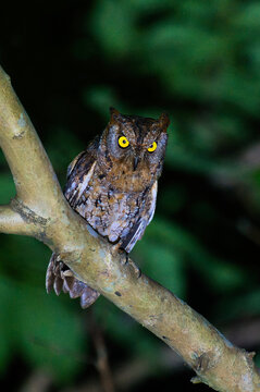 The oriental scops owl (Otus sunia) is a scops owl species native to South and Southeast Asia.