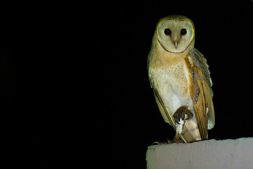 The Eastern Barn Owl (Tyto javanica) at Maguri beel, Tinsukia, Assam, India