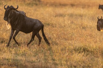 Wildebeest Walking Through Dry Savanna Grassland
