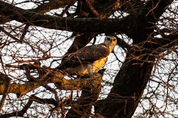 Tawny Eagle Perched in Tree at Sunset