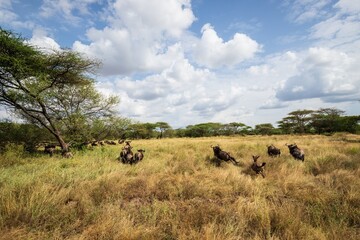 Wildebeest and Acacia Trees Under a Dramatic African Sky