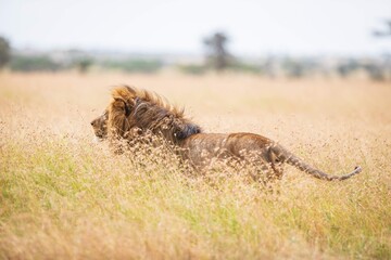 Male Lion in Tall African Grass, Serengeti, Tanzania