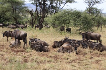 Obraz premium Wildebeest Herd Seeking Shade Under Acacia Tree